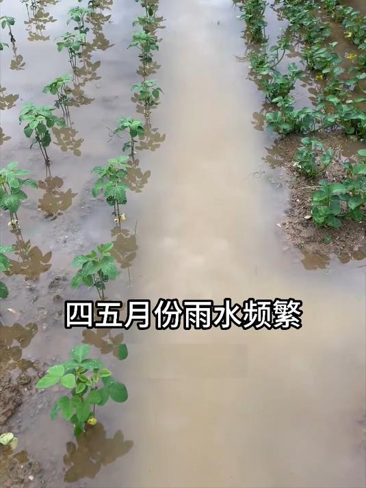 蔬菜苗后除草剂,点这里