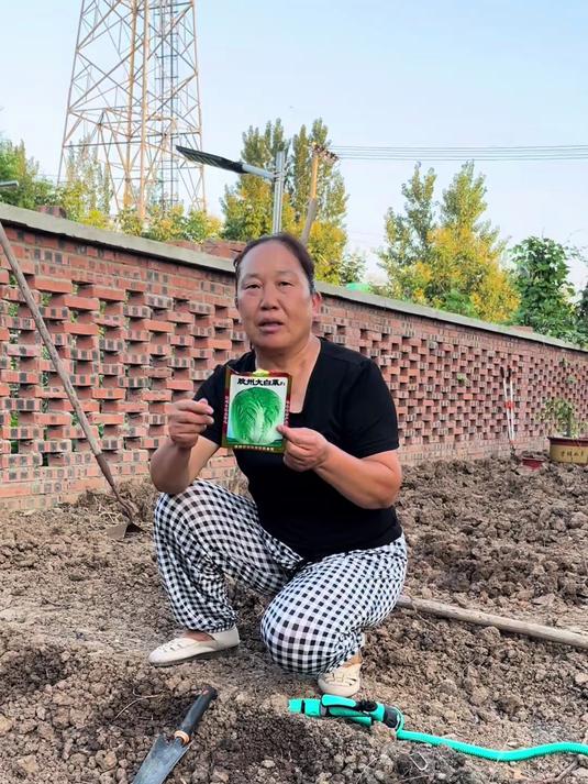 现在可以种植大白菜了你们知道吗
