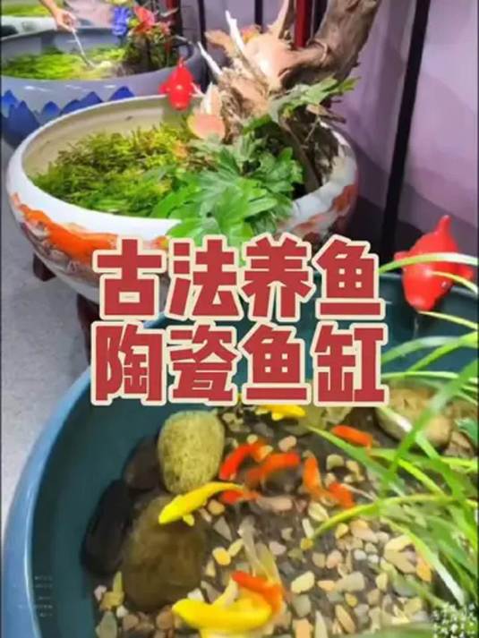 陶瓷鱼缸古法养鱼,造景秘籍助你养出好心境
