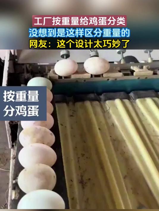 工厂按重量给鸡蛋分类,没想到是这样区分重量的,网友:这个设计太巧妙了