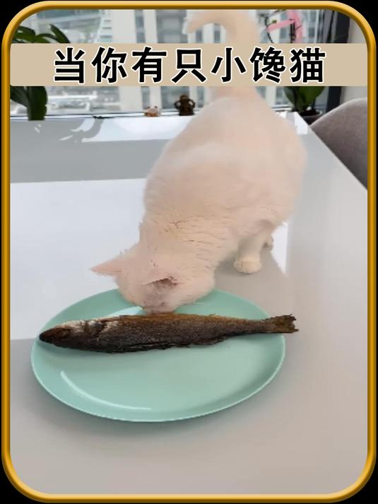 当你有只小馋猫时