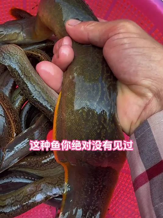6月9日南方鲜美淡水鱼刺鳅1