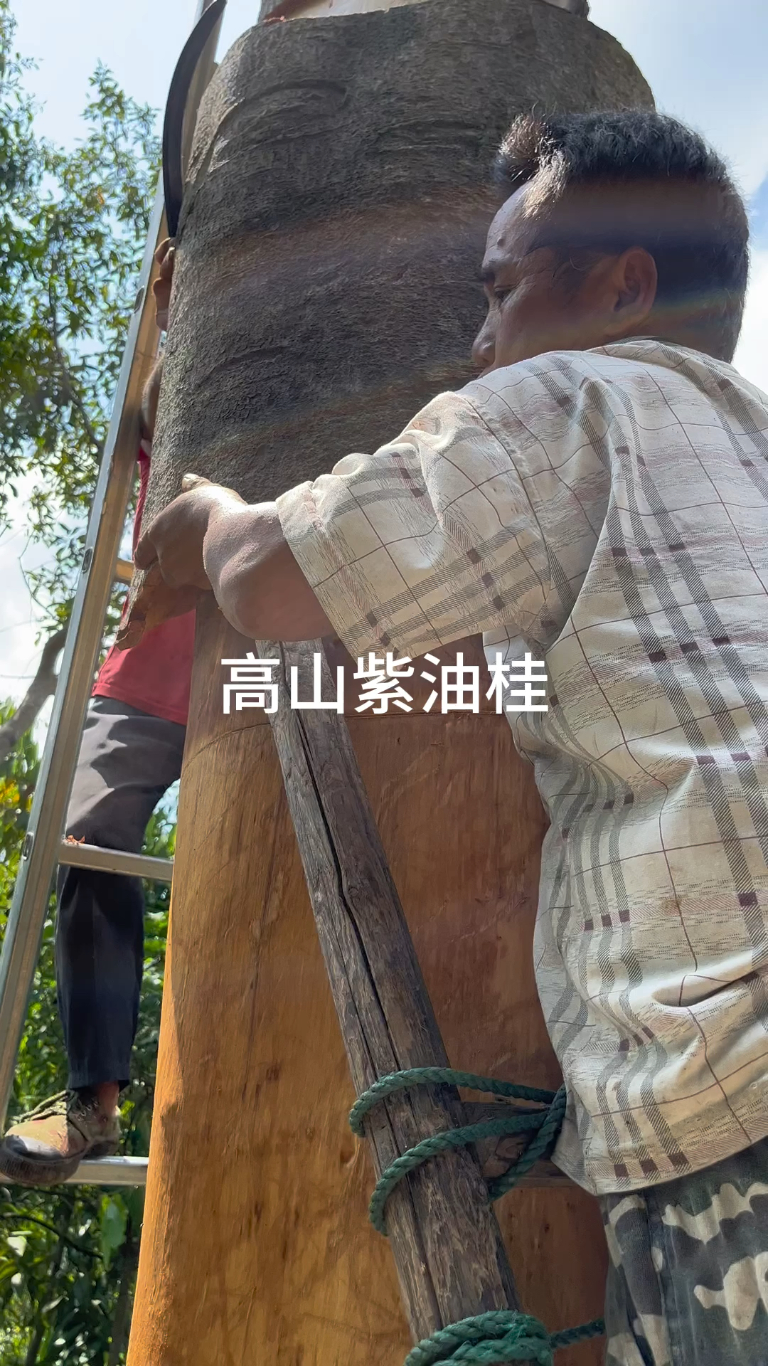 广西平南肉桂皮
