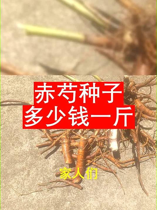 赤芍种子多少钱一斤