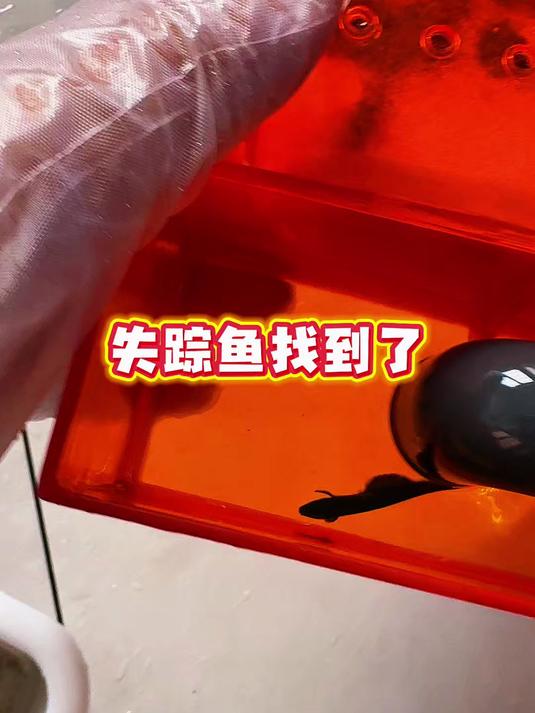 今早失踪的魔鬼刀鱼终于找到了!#养鱼##养鱼日记#