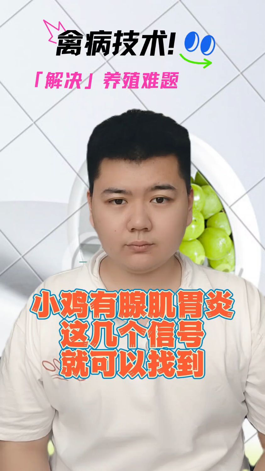 #鸡腺肌胃炎的早期症状肉鸡腺肌胃炎症状肉鸡得了腺肌胃炎怎么办鸡腺胃炎的症状表现