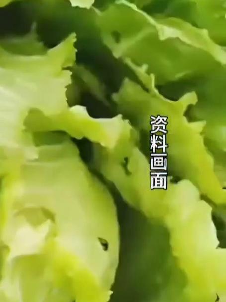 女子频繁食用“生菜卷烤肉”出现腹痛,医生从其体内取出20厘米活蛔虫,医生:生菜 未经高温处
