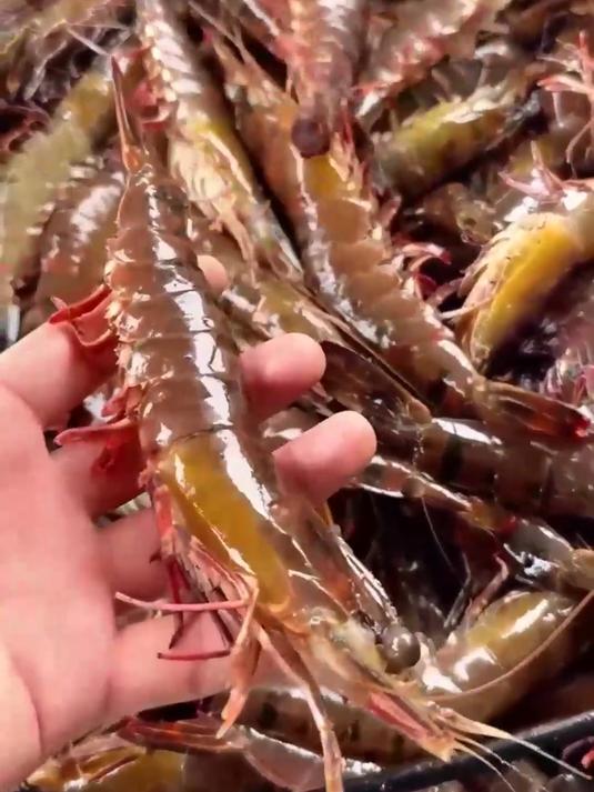 新鲜海捕黑虎虾爆汁预警！肉质似芝士，鲜甜到舔手指