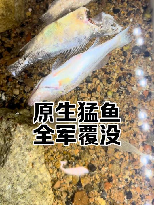 打开周转箱的一瞬间我人傻了!原生猛鱼损耗严重!