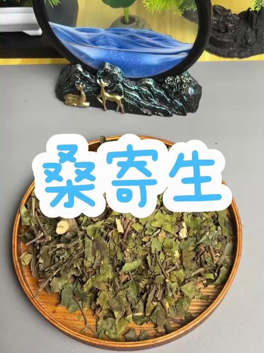 桑寄生,在桑树寄生生长出来的才是好的
