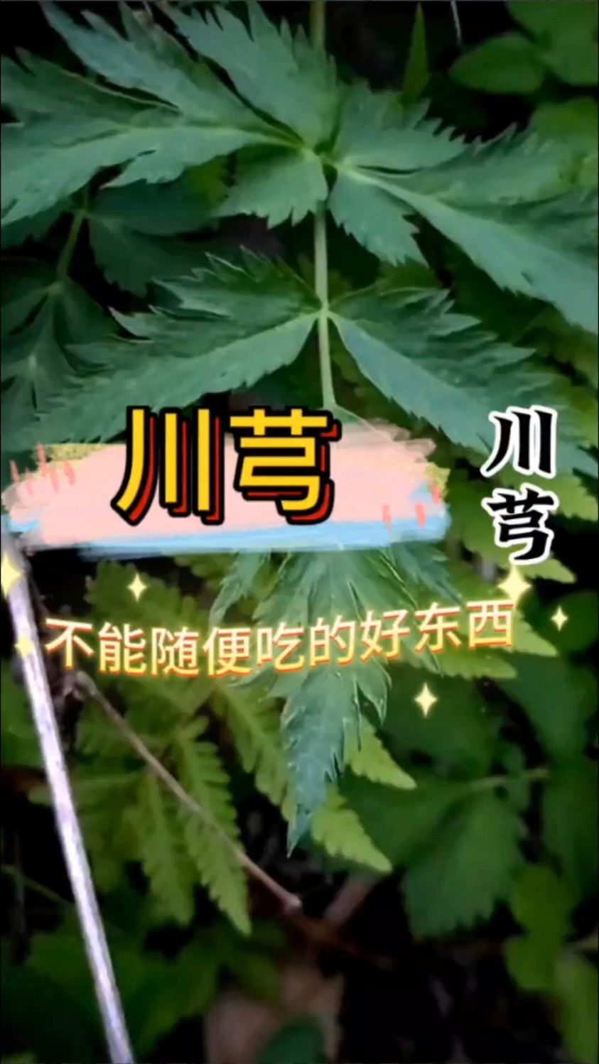 川芎-不能随便吃的好东西