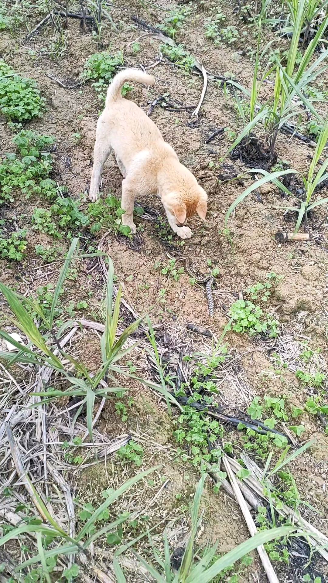 中华田园犬广西土猎犬小黄狗会抓蛇
