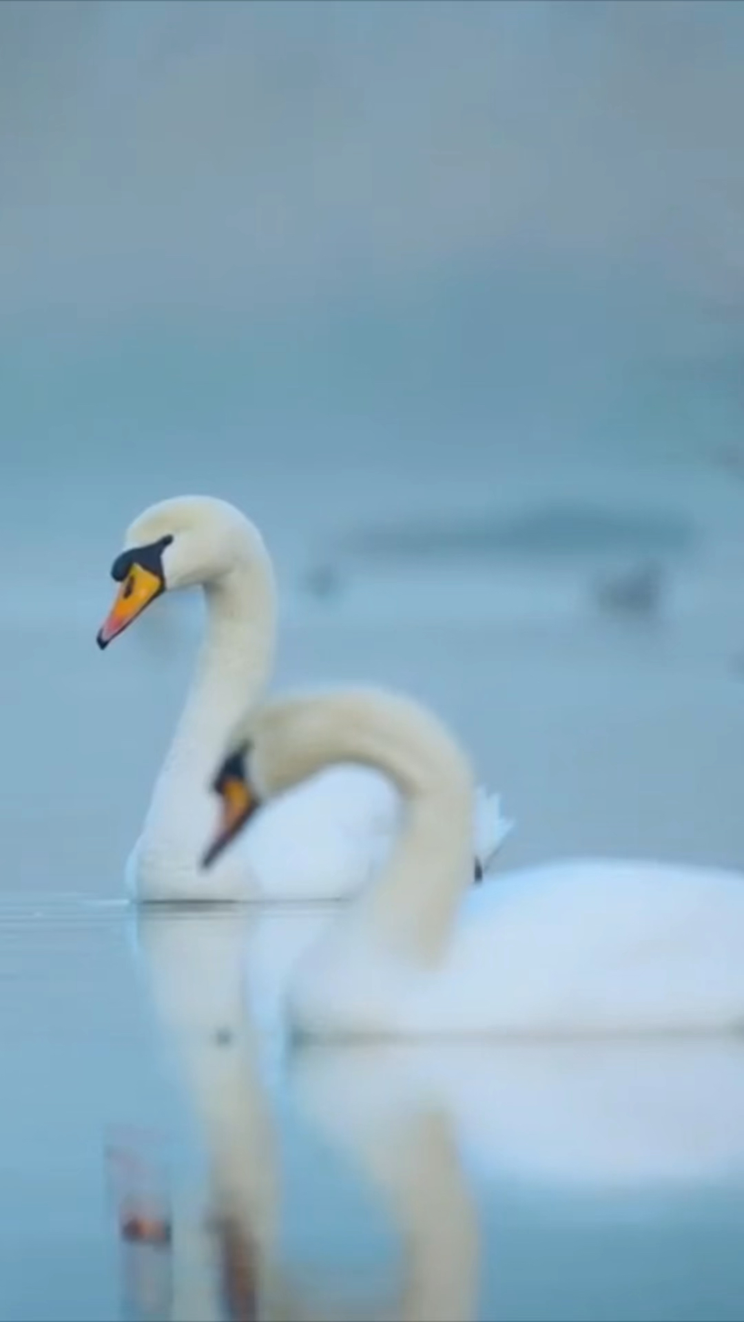 19岁野生动物摄影师Gamander lopez 清晨拍到的一对天鹅,太美了!