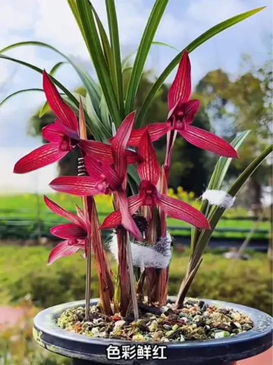 铭品兰花带花苞,精品之选你心动吗?快来瞧