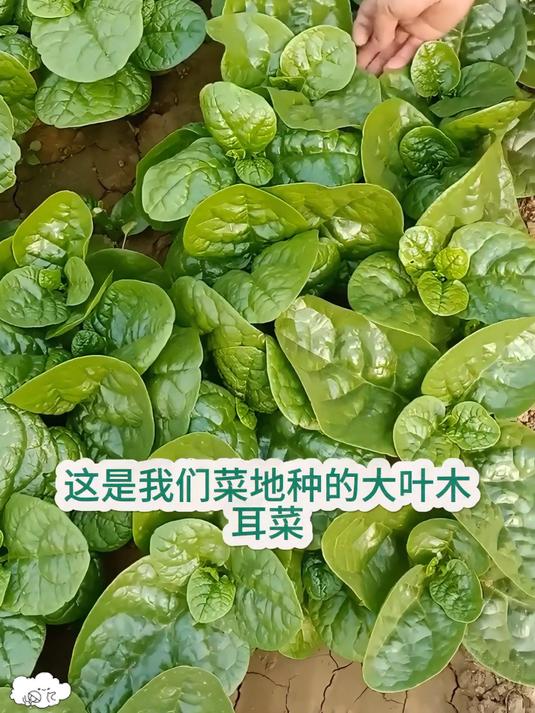 还不知道家里阳台种点什么?赶快来看看这个大叶木耳菜吧