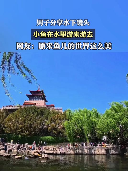 男子分享水下镜头，小鱼在水里游来游去