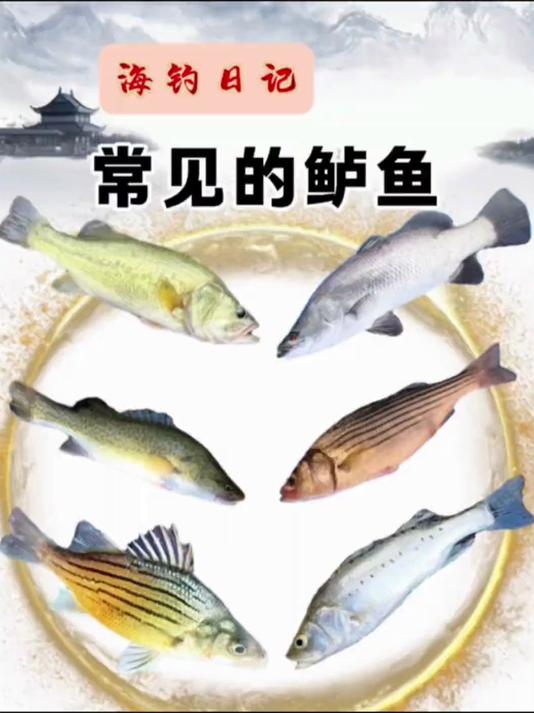 带您认识常见的鲈鱼品种！
