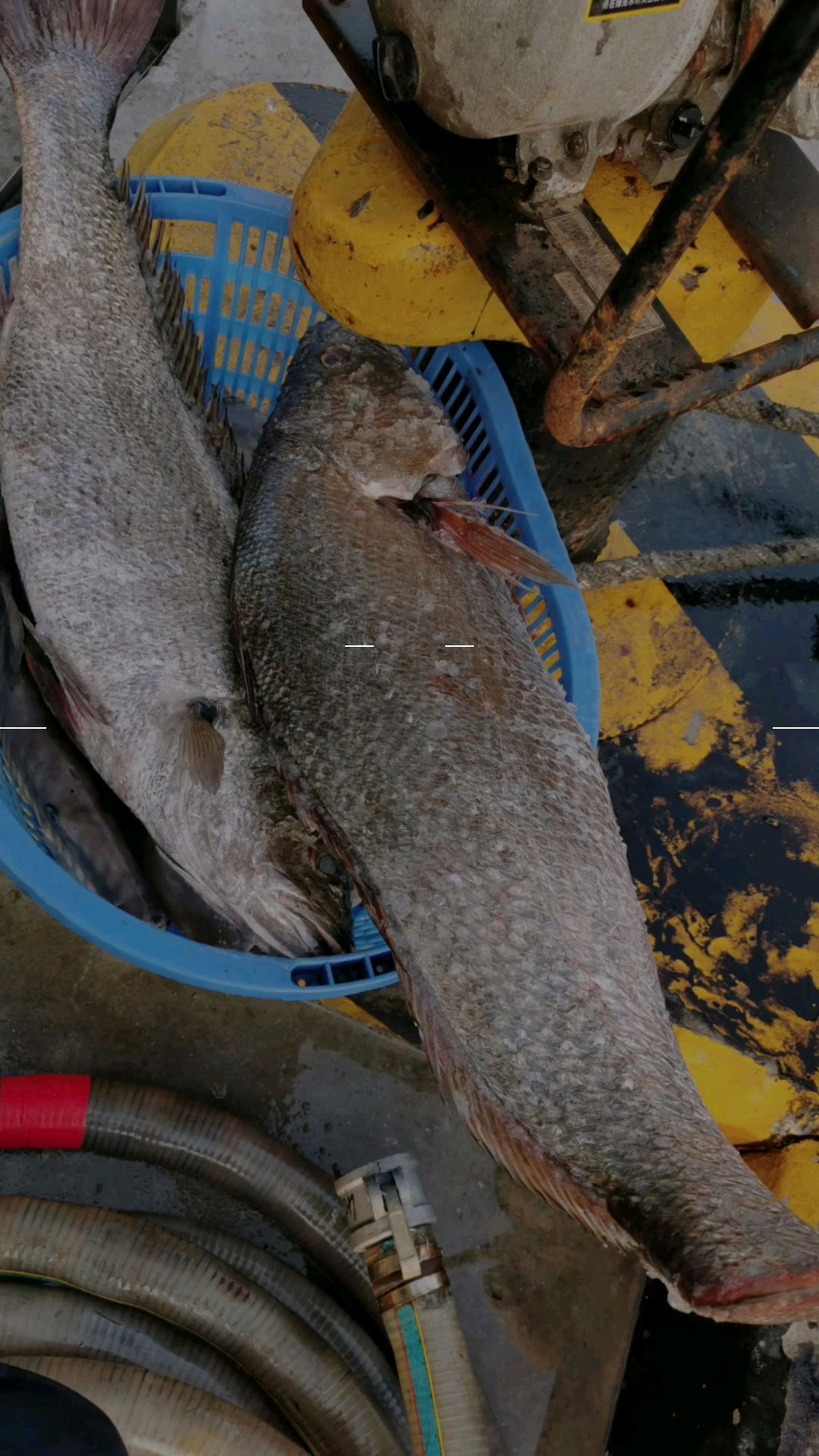 海岛纯天然捕捞回来的野生“大鳘鱼”15斤左右/条,野生鳘鱼胶,靓货!