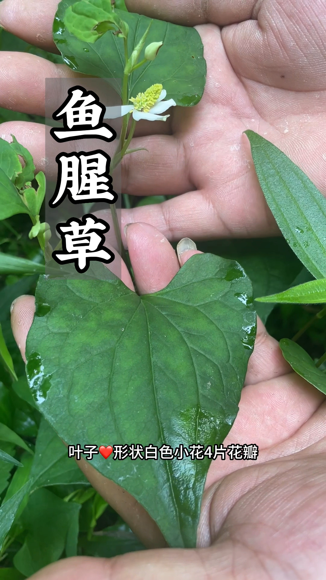 鱼腥草你吃过了吗?