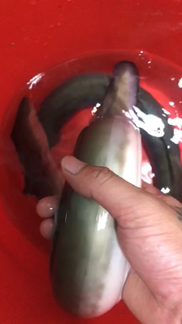 淡水鳗鱼 好货