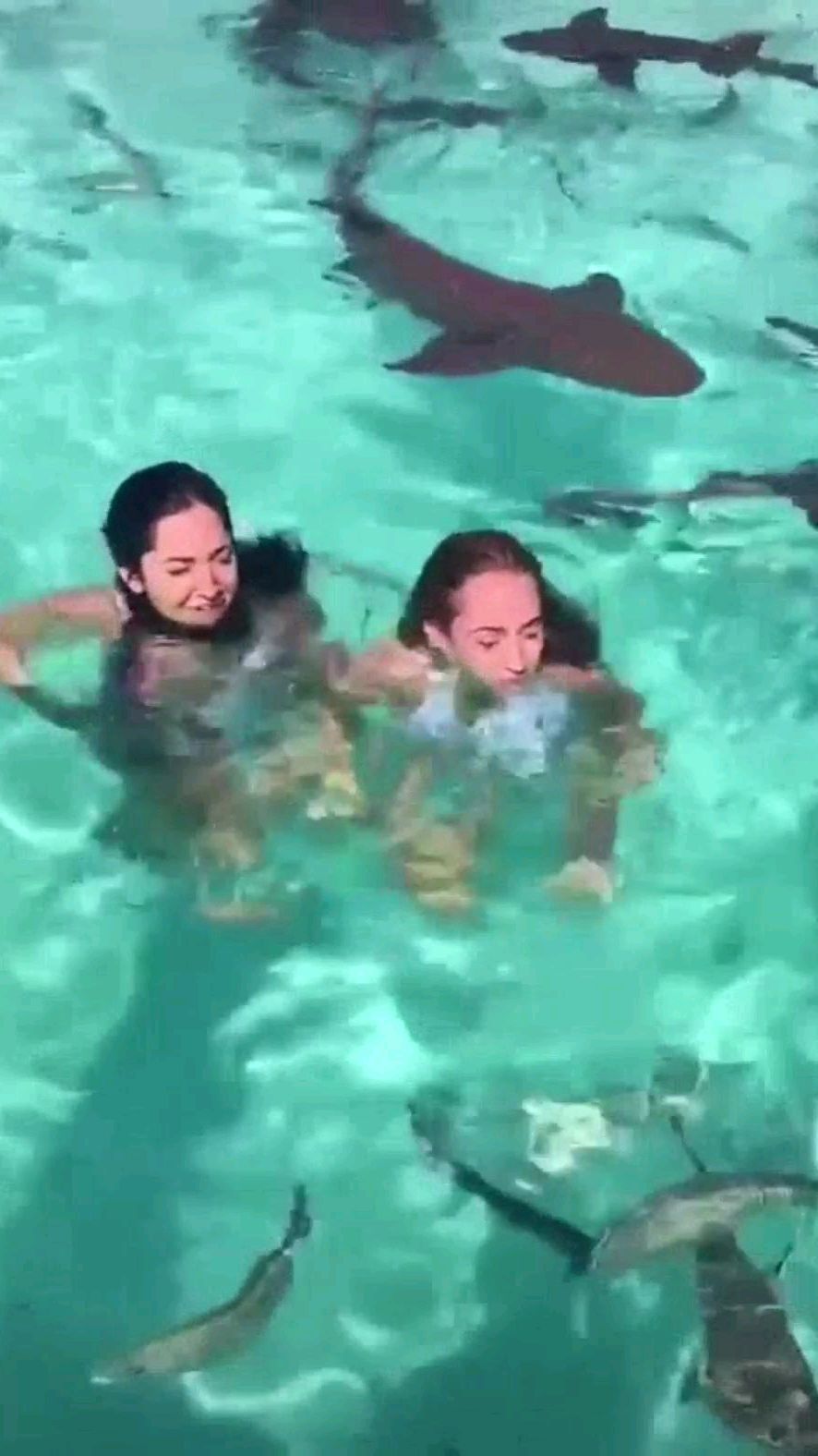 在满是鲨鱼的海里游泳,把妹子吓得哭天喊地