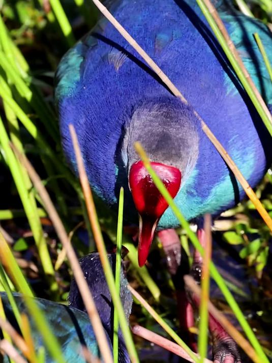 紫水鸡给幼鸟喂食