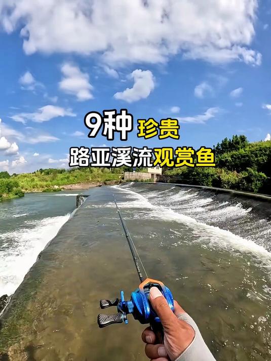 9种溪流观赏鱼路亚钓法分享