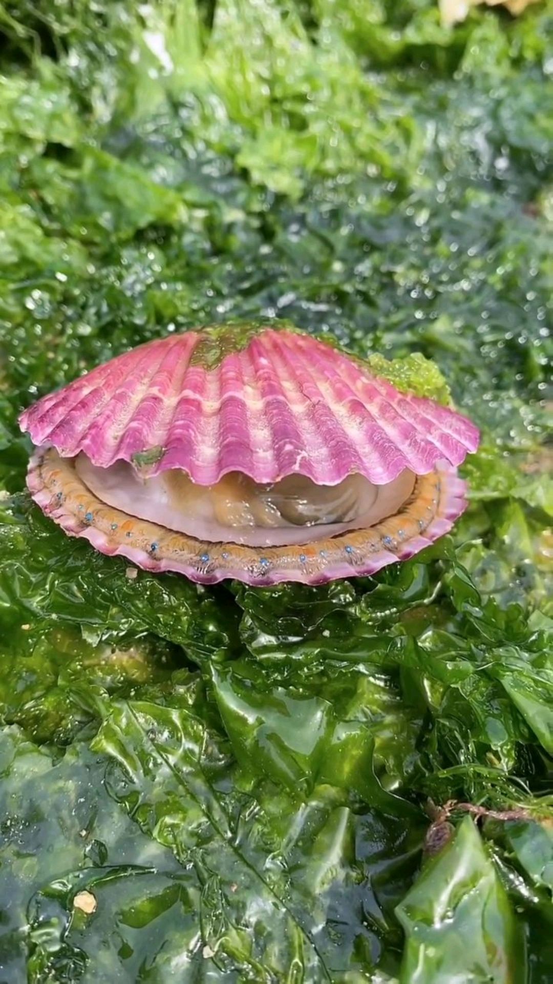 赶海小伙抓到大鲍鱼,居然还是活的!这次赚大了
