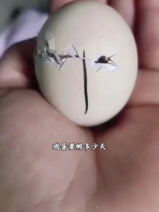 你知道鸡蛋孵化要多久吗