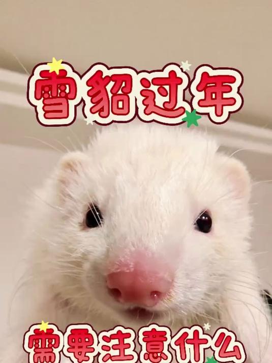带雪貂回家过年需要注意什么?