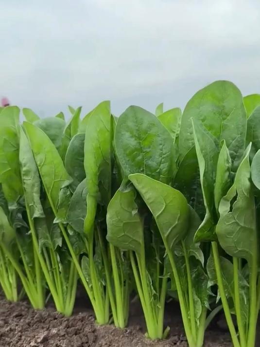 越冬菠菜耐寒性好,但种植不当易减产,掌握技术很关键!