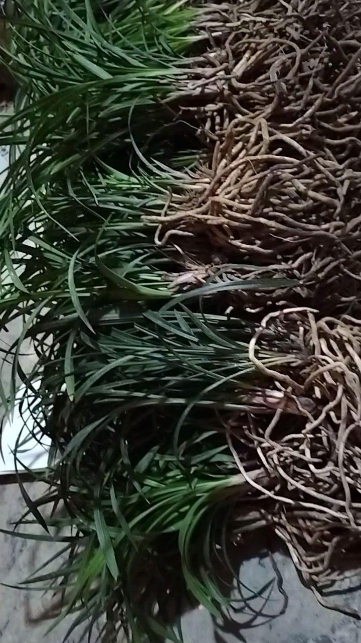 贵州春兰朵香,苗子不高,好养又香,