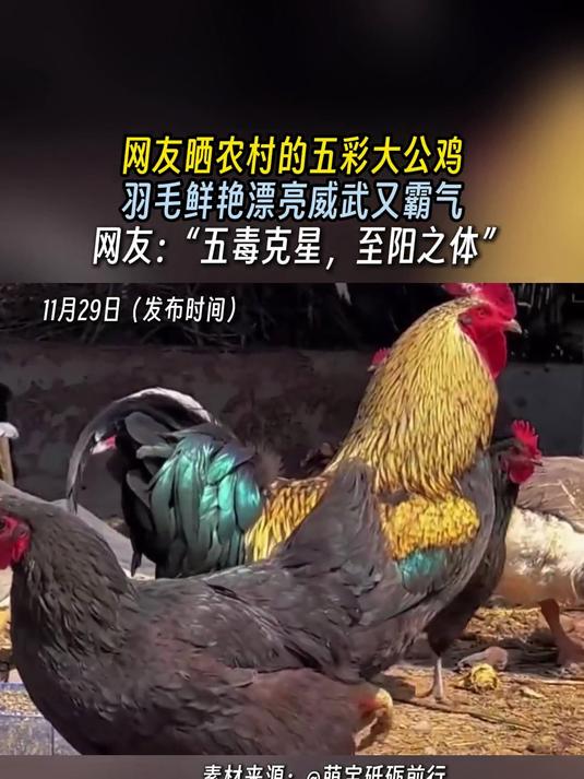 网友晒农村的五彩大公鸡，羽毛鲜艳漂亮威武又霸气