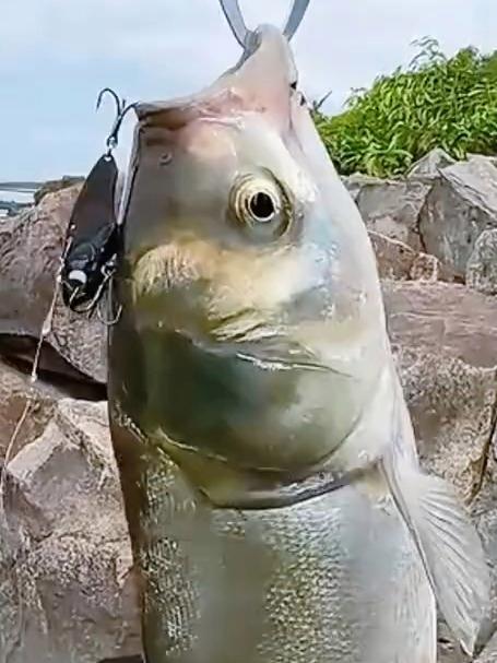 带你认识20种常见淡水鱼