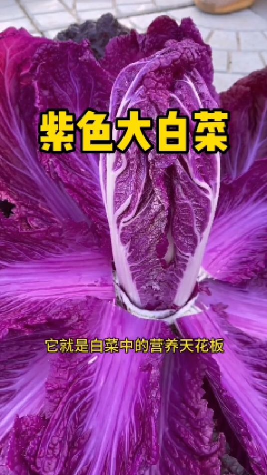紫白菜富含丰富的花青素,口感脆嫩无丝,种植还特别简单