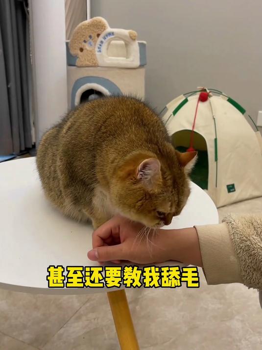 千万不要随便给猫挤奶