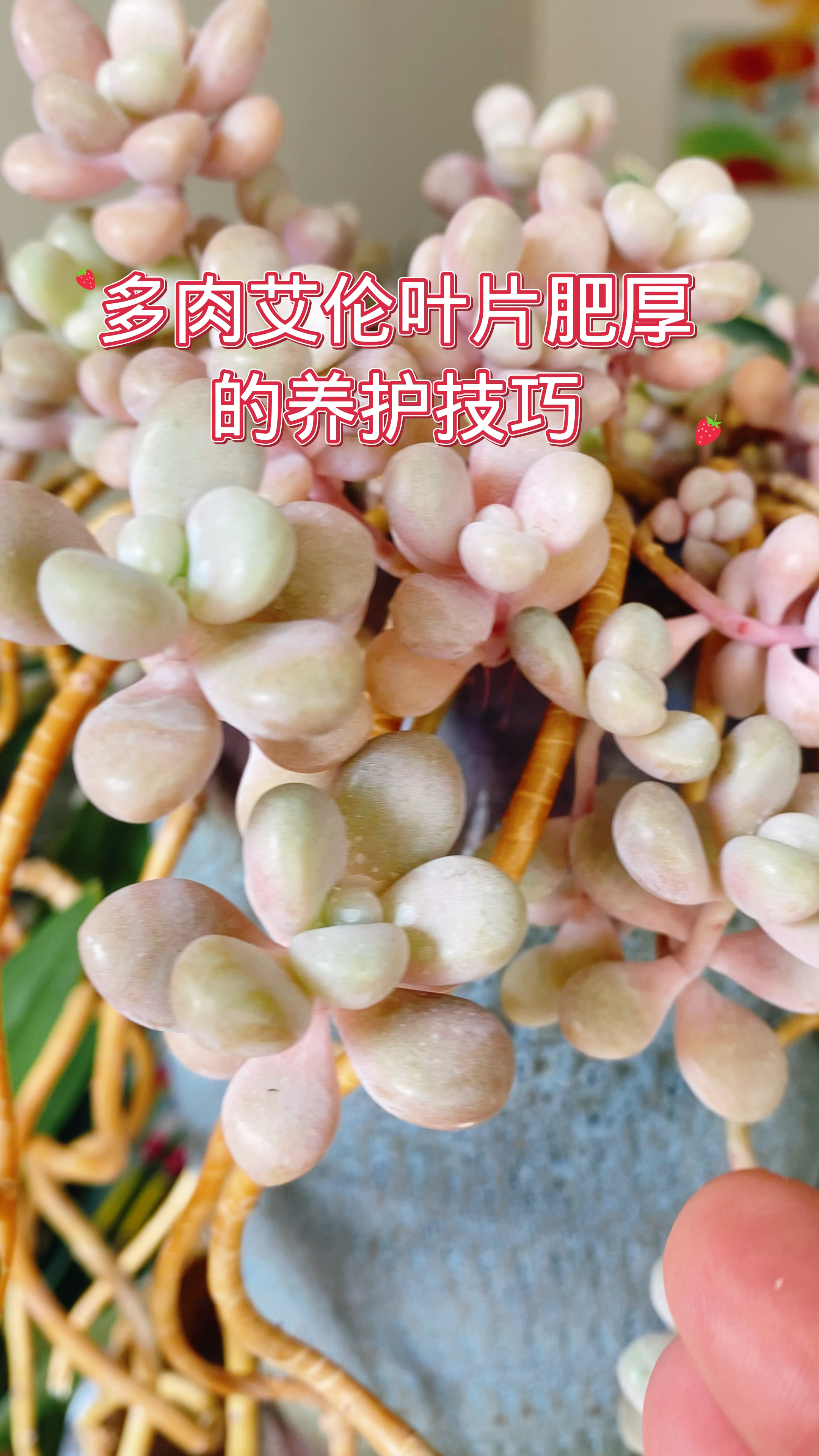 多肉艾伦这样养,叶片肥厚