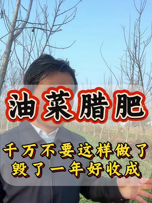油菜腊肥千万不要这样做了 毁了一年好收成
