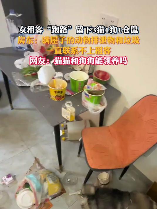 女租客“跑路”留下3猫1狗1仓鼠房东:满屋子的动物排泄物和垃圾