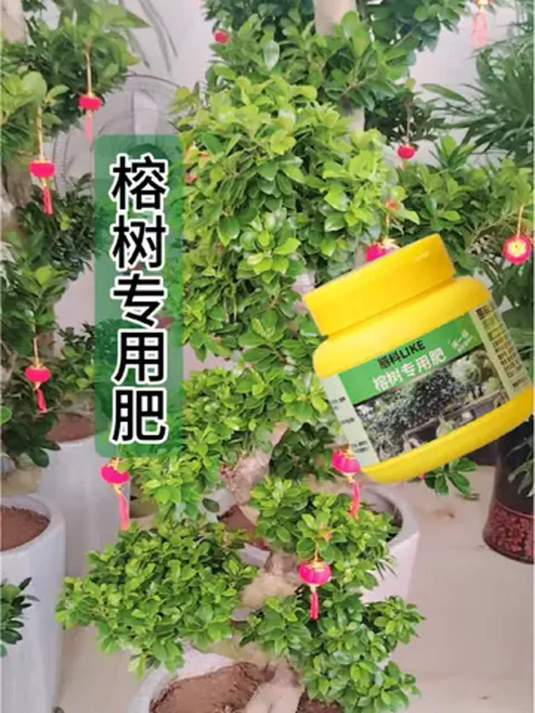 家里养榕树有啥寓意?榕树咋施肥?快来看