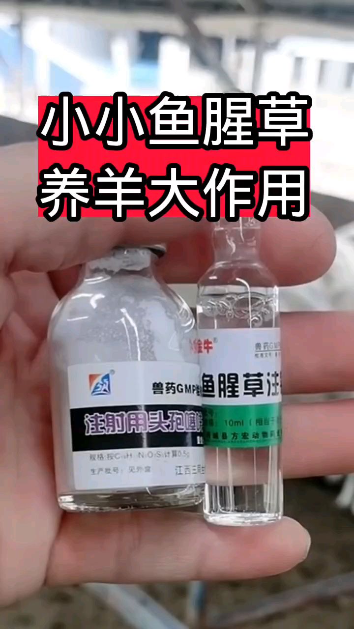 鱼腥草养羊大作用