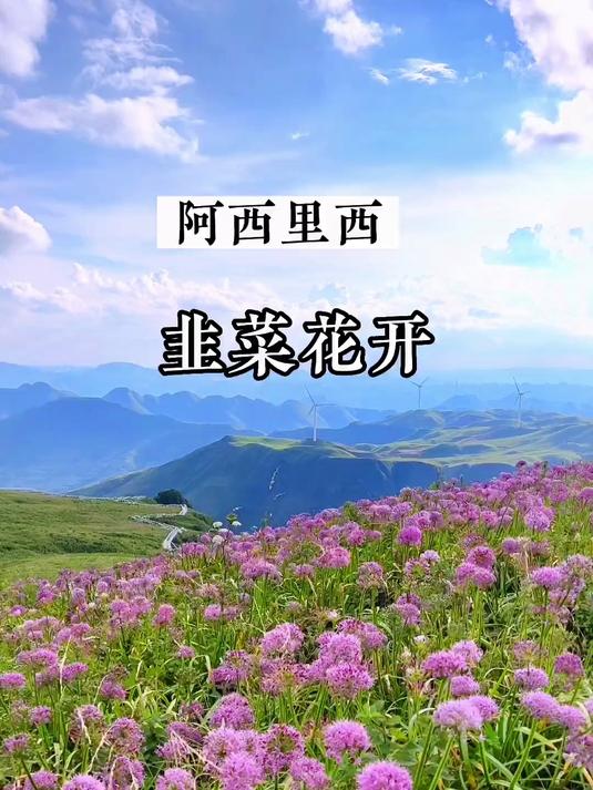 8.29号,阿西里西韭菜坪花期实拍