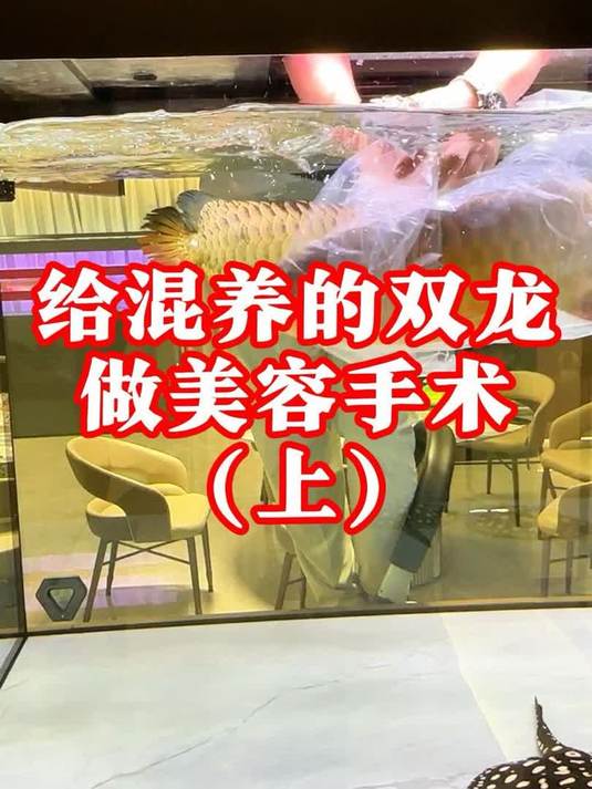 给这混养缸的龙鱼做美容手术(上)