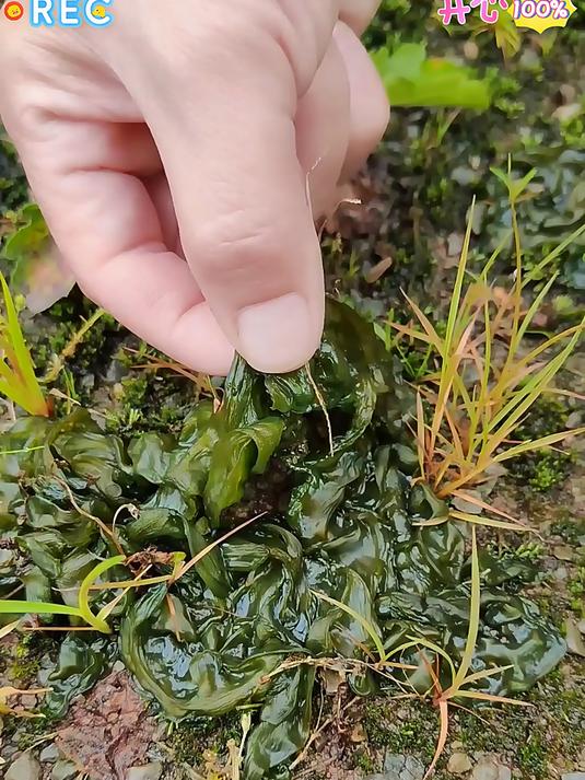 你知道地皮菜是什么吗