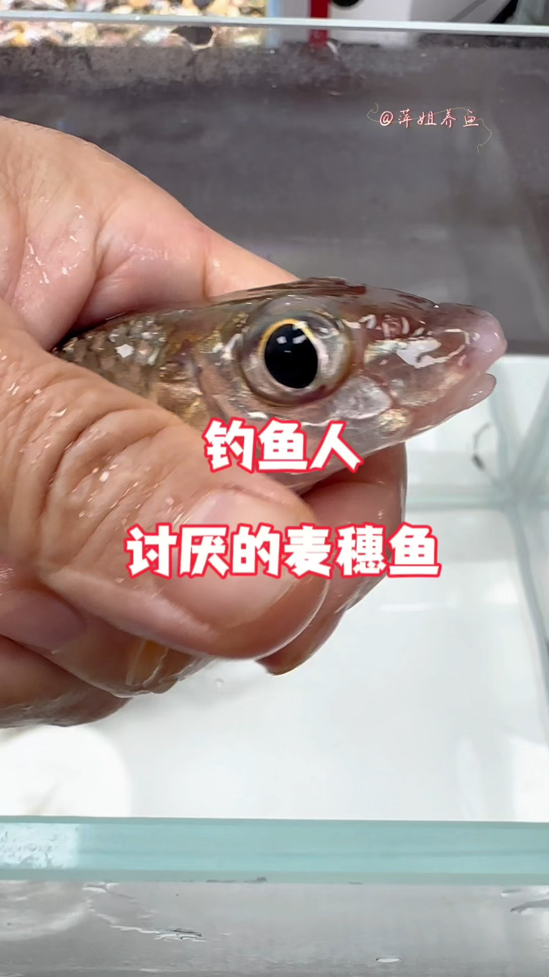 说到麦穗鱼,钓鱼人都很讨厌#水族 #鱼缸里的大自然 #养鱼日记