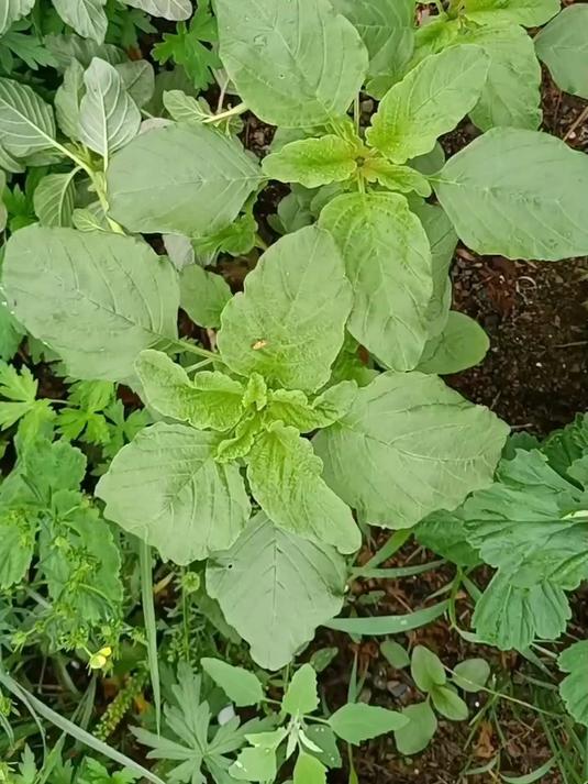 老任说根河172:野苋菜