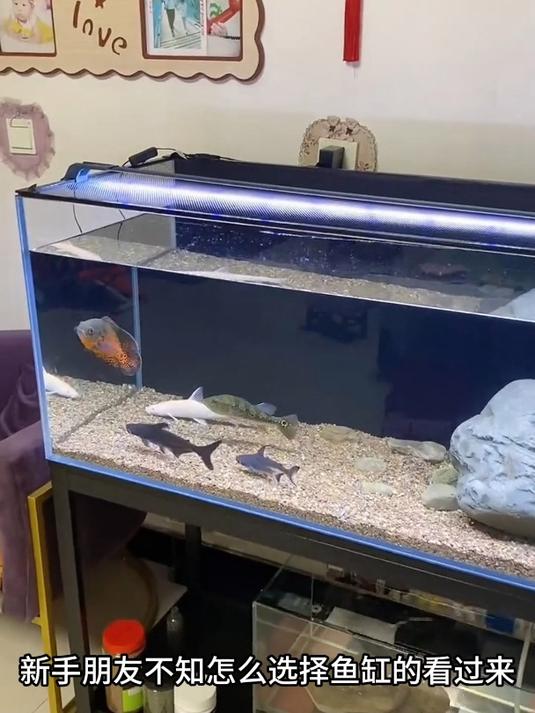 新手小白不知如何挑选鱼缸?金晶五线超白,高清透亮,养鱼必备!