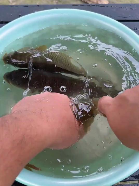 黔东南特色美食稻花鱼用油煎至两面金黄加入山泉水这样煮的鱼汤鲜