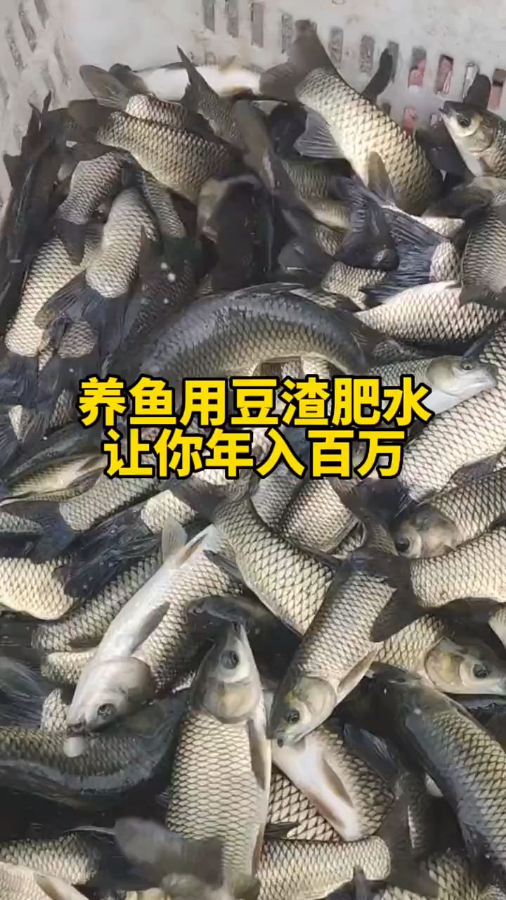 养鱼用豆渣肥水让你年入百万#鱼虾蟹水产养殖#四大家鱼养殖