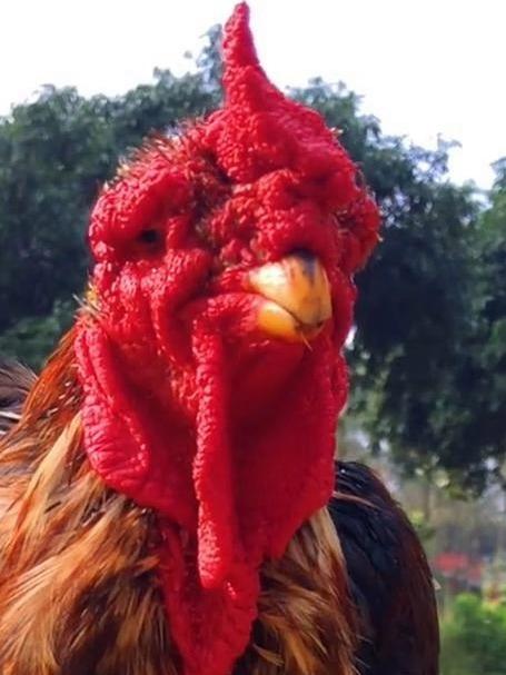 原来还有这么多品种的鸡，分享科普14种鸡，你还知道什么鸡？